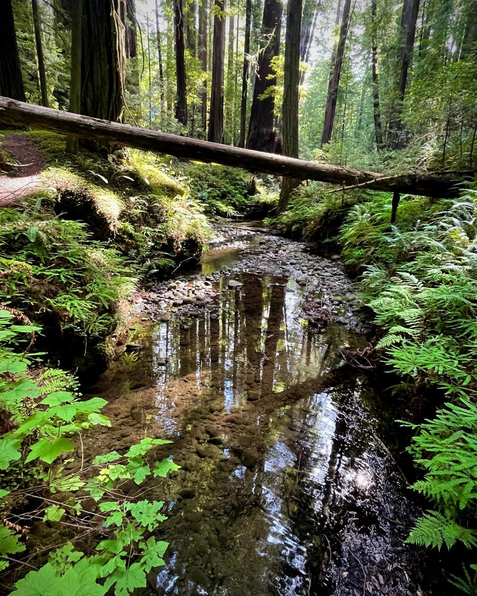 Avenue Of The Giants Caraway Cottage Miranda Εξωτερικό φωτογραφία