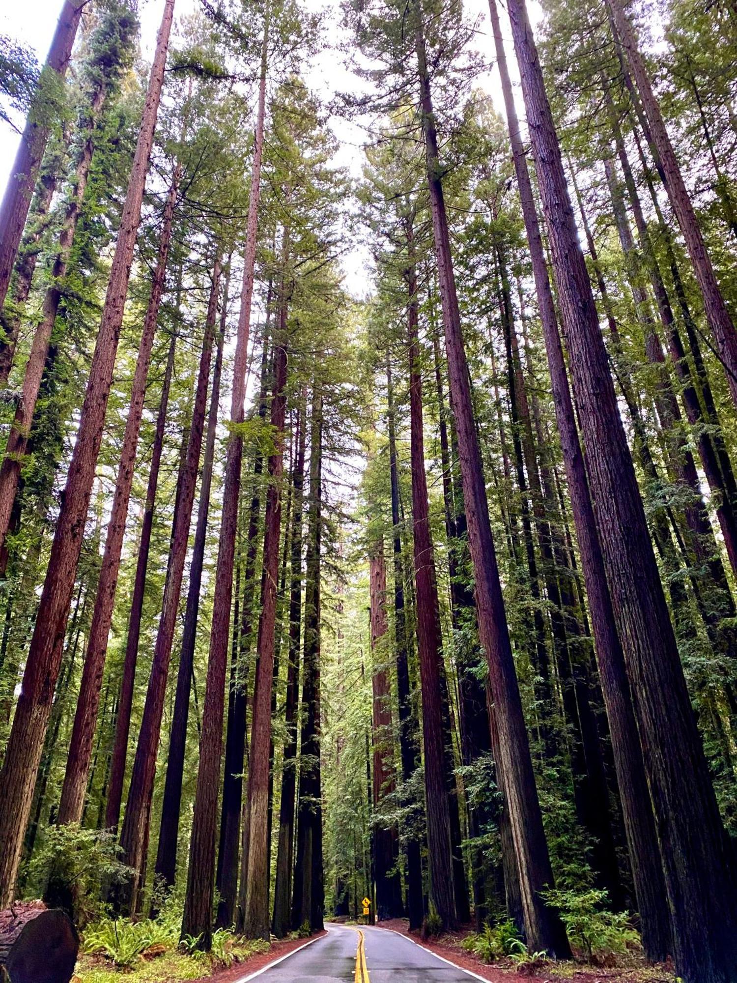 Avenue Of The Giants Caraway Cottage Miranda Εξωτερικό φωτογραφία