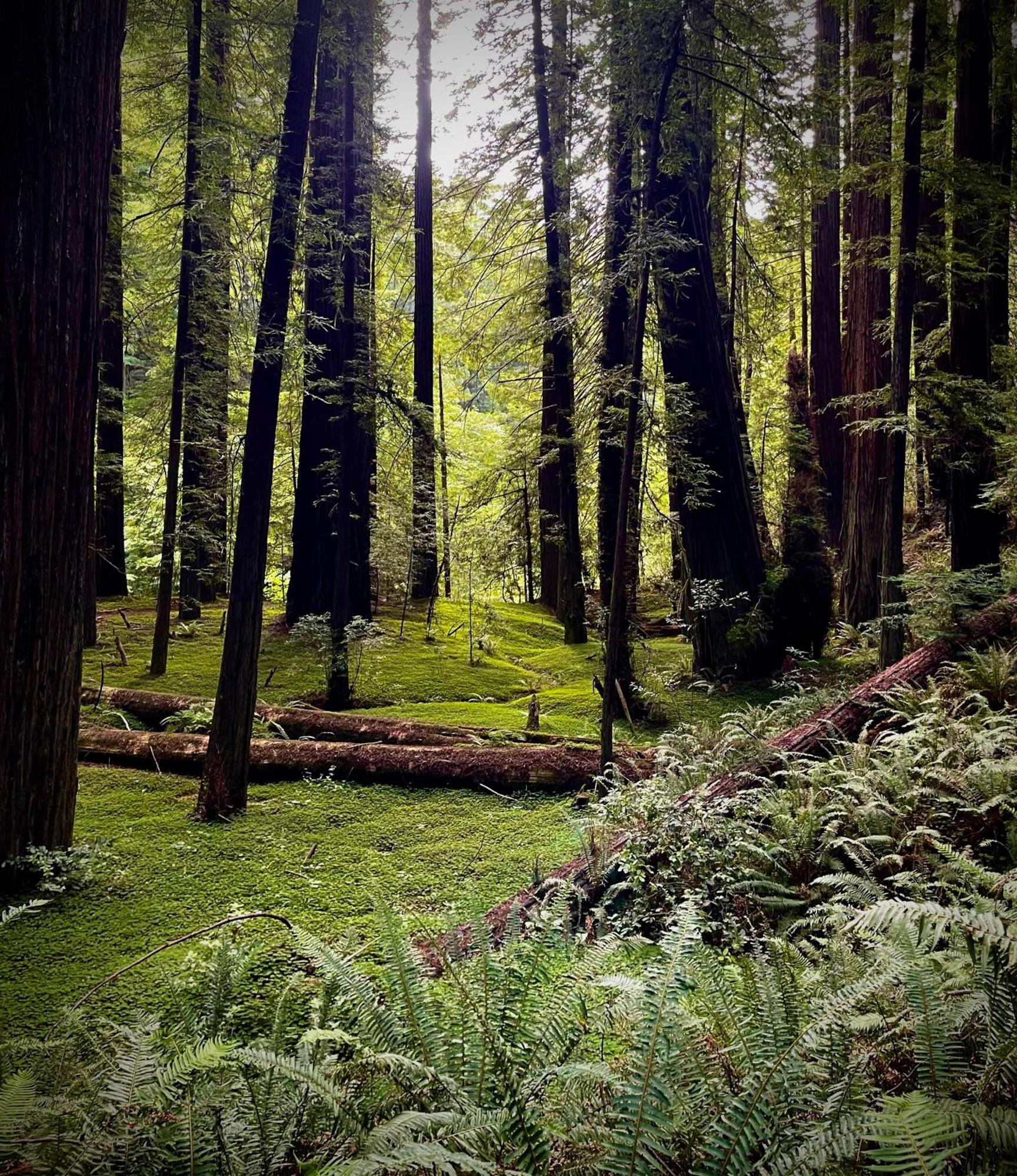 Avenue Of The Giants Caraway Cottage Miranda Εξωτερικό φωτογραφία