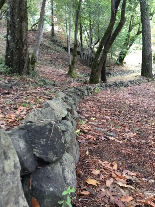 Avenue Of The Giants Caraway Cottage Miranda Εξωτερικό φωτογραφία