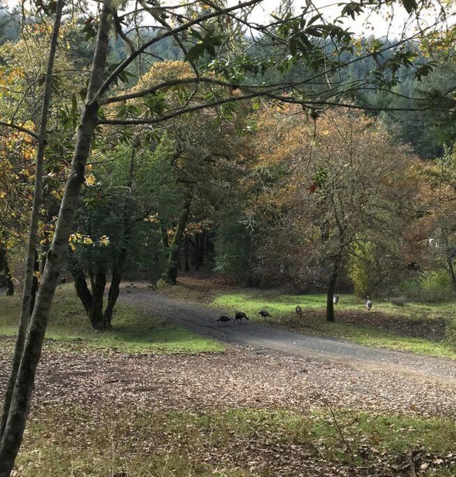 Avenue Of The Giants Caraway Cottage Miranda Εξωτερικό φωτογραφία